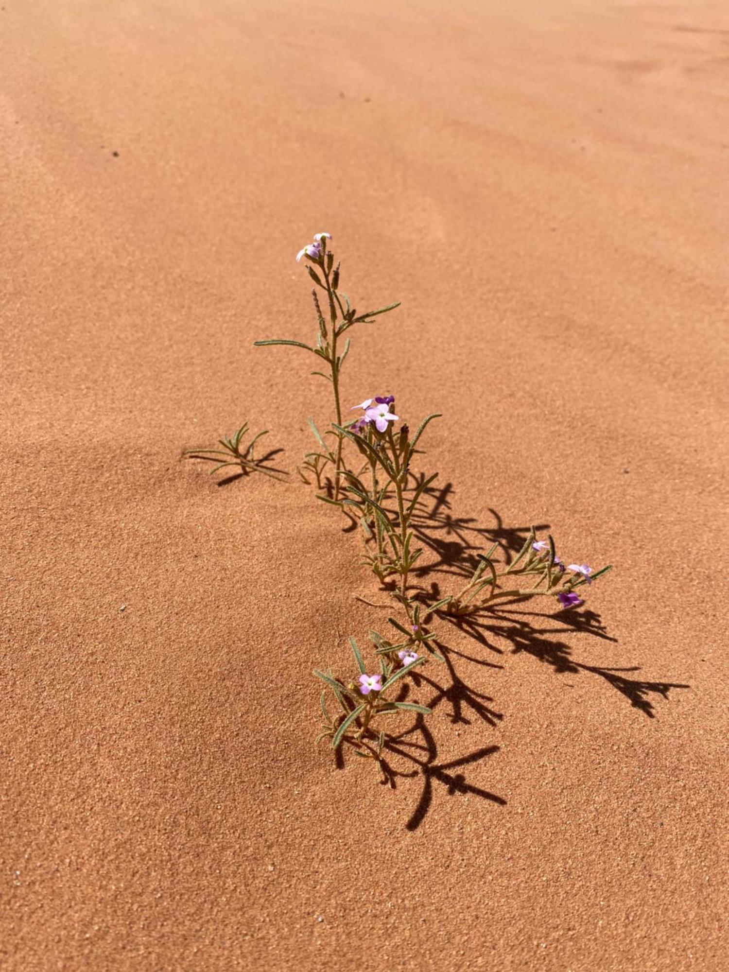 Desert'S Soul Wadi Rum Ad Disah ภายนอก รูปภาพ