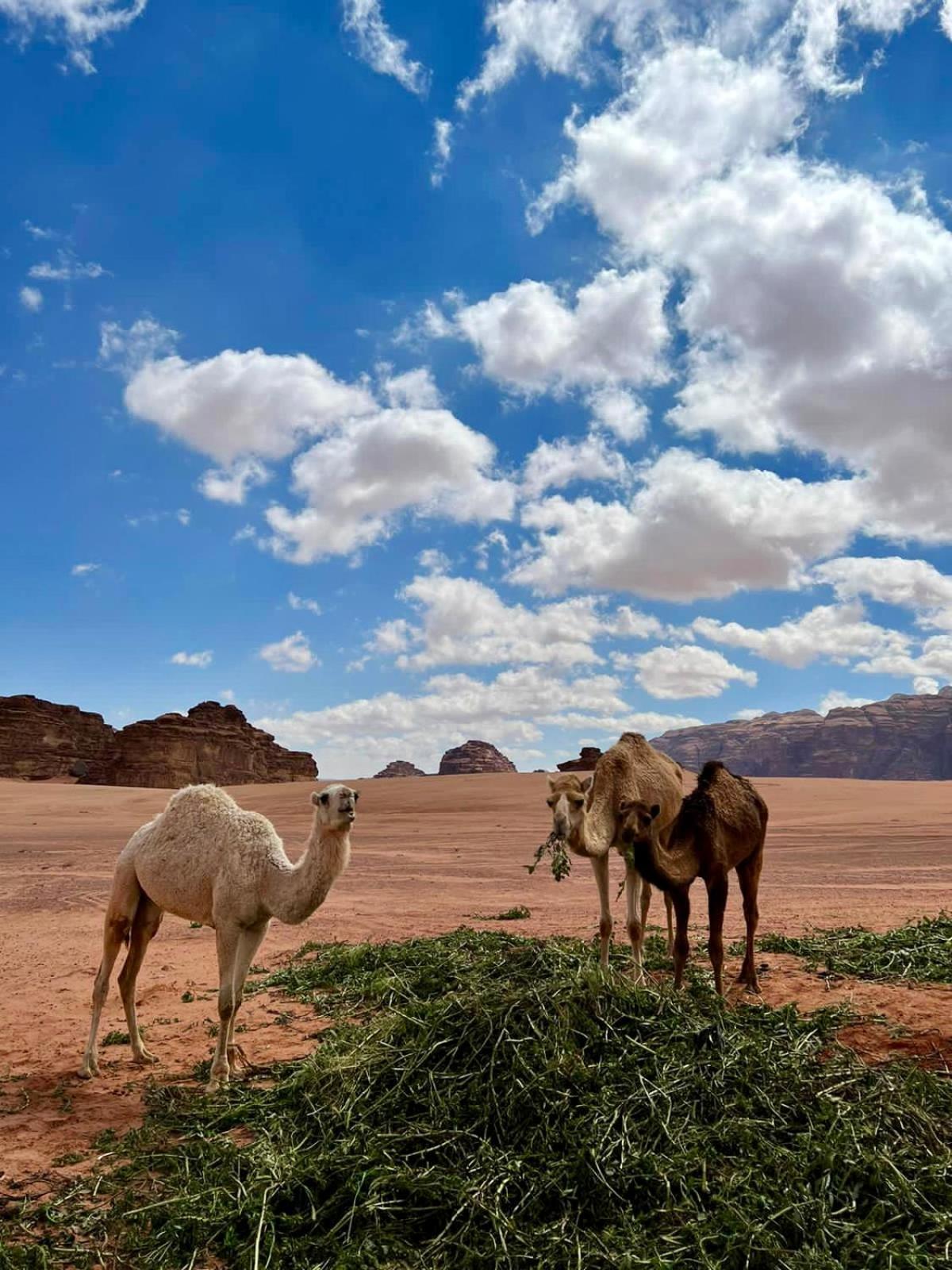 Desert'S Soul Wadi Rum Ad Disah ภายนอก รูปภาพ