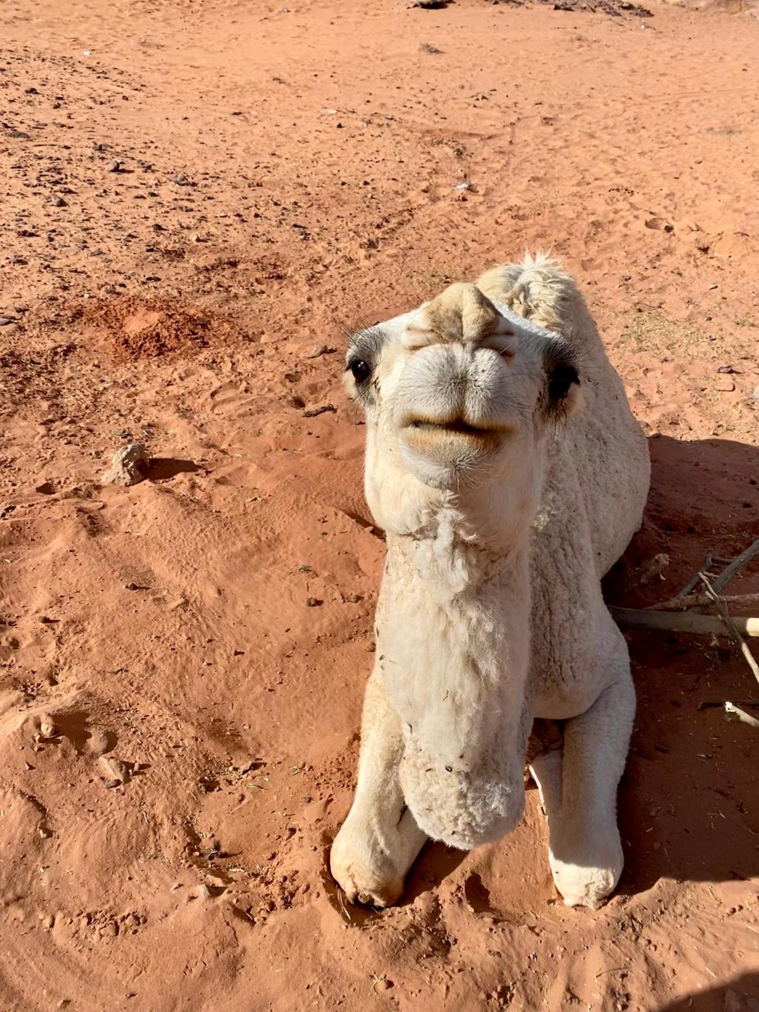 Desert'S Soul Wadi Rum Ad Disah ภายนอก รูปภาพ